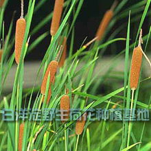 花卉世界网 白洋淀野生荷花种植基地产品展示
