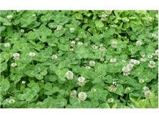 廷禄草坪种植示范场 品质与绿意的完美演绎