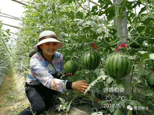 锦霞甜美 水果商与超市专用精品礼品西瓜的365天种植指南