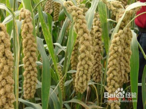 补肾，从大自然中汲取力量——春季种植食材进补指南